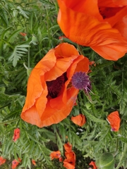 Papaver orientale