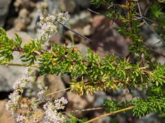 Eriogonum fasciculatum fasciculatum