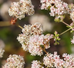 Eriogonum fasciculatum fasciculatum