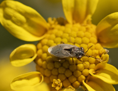 Geocoris pallens
