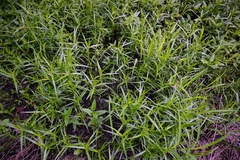 Dulichium arundinaceum