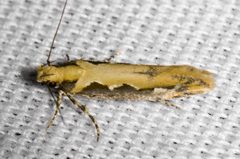 Ornativalva erubescens