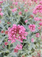 Centranthus ruber