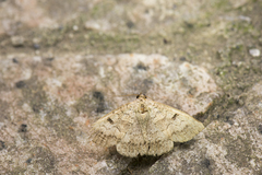 Blasticorhinus rivulosa