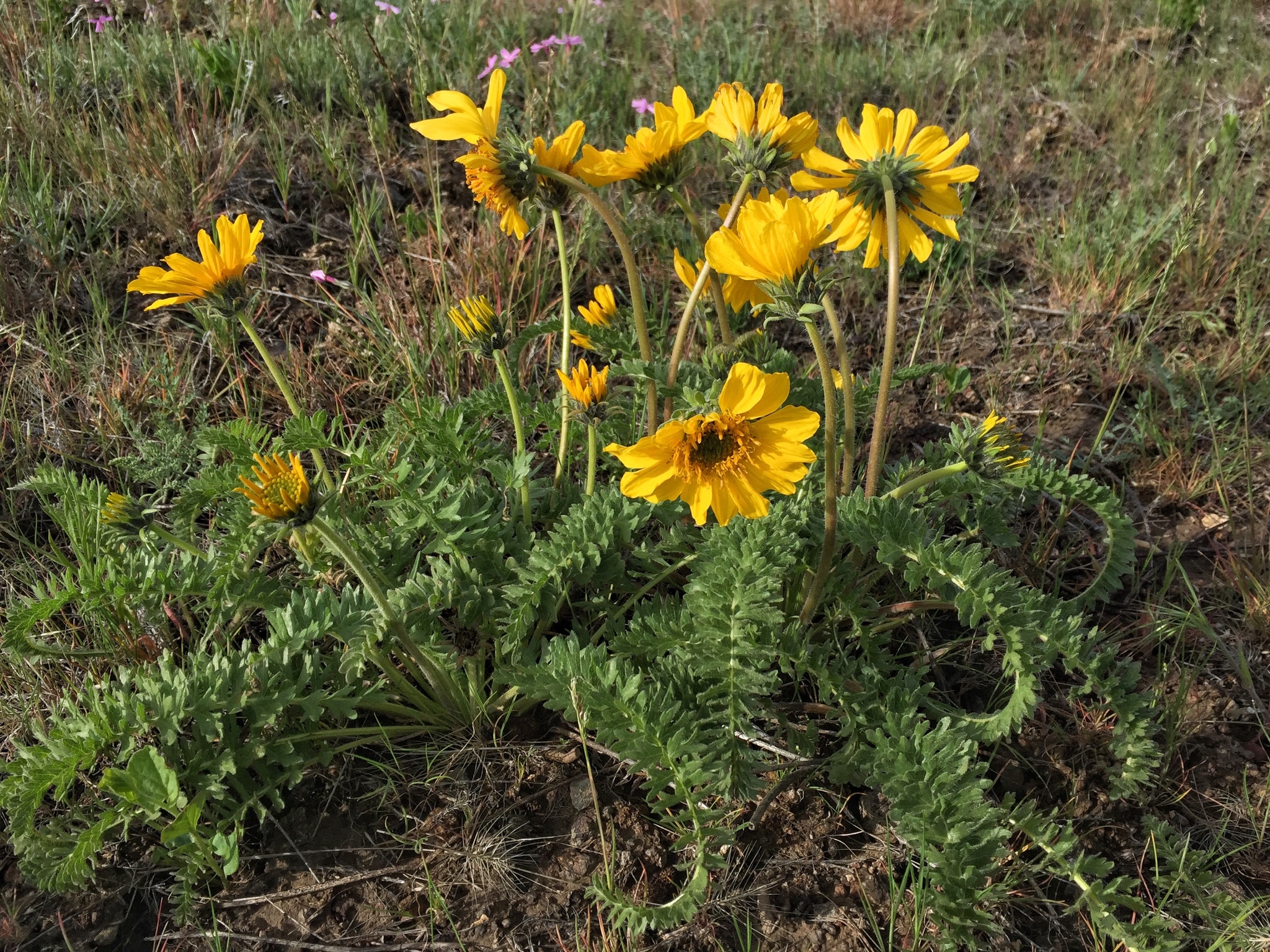 Balsamorhiza hookeri