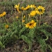 Hooker's Balsamroot - Photo (c) Micah Lauer, some rights reserved (CC BY-NC), uploaded by Micah Lauer