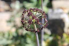 Arracacia ternata