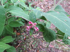 Cestrum roseum