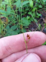 Rhynchospora plumosa