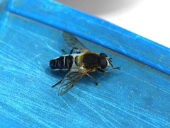 Helophilus eristaloidea