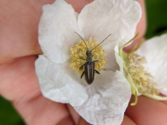 Cortodera longicornis