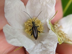 Cortodera longicornis