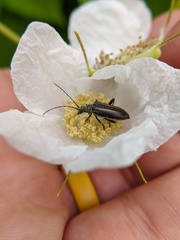 Cortodera longicornis