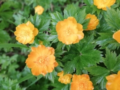 Trollius