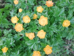 Trollius