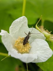 Cortodera longicornis