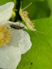 Cortodera longicornis
