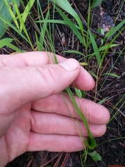 Rhynchospora plumosa