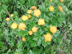 Trollius