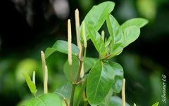 Piper tuberculatum