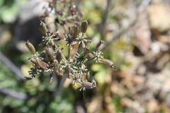 Arracacia ternata