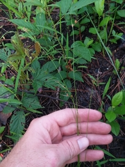 Rhynchospora plumosa