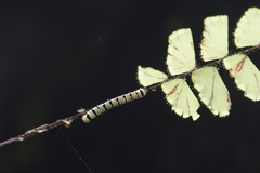 Callopistria guttulalis