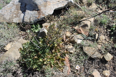 Arracacia ternata