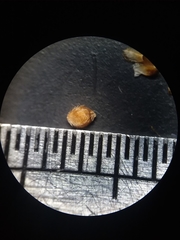 Rhynchospora plumosa