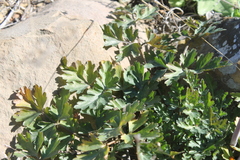 Arracacia ternata