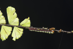 Callopistria guttulalis