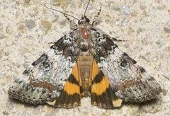 Catocala connubialis