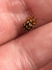 Cryptocephalus perelegans