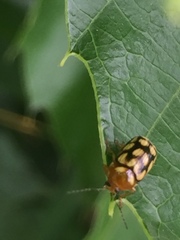 Cryptocephalus perelegans