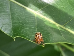 Cryptocephalus perelegans