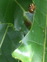 Cryptocephalus perelegans