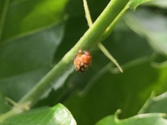 Cryptocephalus perelegans