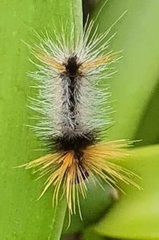 Lepidoptera