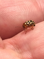 Cryptocephalus perelegans