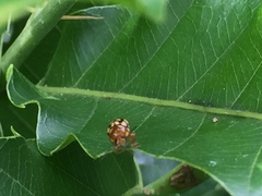 Cryptocephalus perelegans