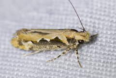 Ornativalva erubescens