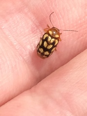 Cryptocephalus perelegans