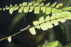 Callopistria guttulalis