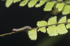 Callopistria guttulalis
