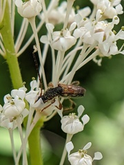 Molorchus longicollis