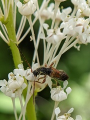 Molorchus longicollis