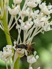 Molorchus longicollis