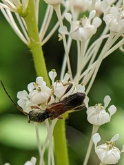 Molorchus longicollis