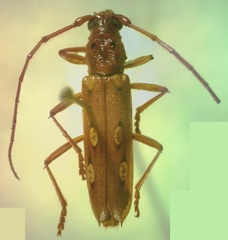 Eburodacrys triocellata