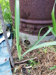 Cymbopogon nardus